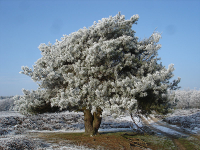 Door het prachtige rijp aan de takken en op het hele landschap en de prachtige blauwe lucht vandaag heb ik vele mooie foto's kunnen maken vandaag. Deze mooie vliegden vormde een prachtig plaatje.