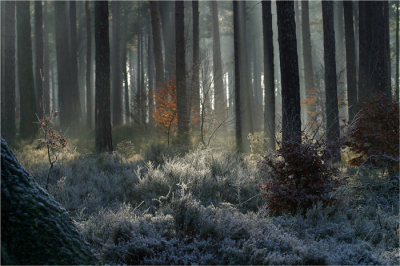 Tijdens een wandeling door het kroondomein probeerde een aantal zonnestralen een doorbraak te vinden in het bos.
De lichtomstandigheden waren erg mooi en diverse kleuren kwamen hierdoor naar voren.