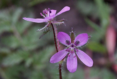 Langs het kanaal stond in de berm, dit plantje Erodium circutarium, te bloeien.