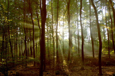 De opname is niet echt bijzonder, wel is hier de zonnekrans goed te zien. Dat geeft altijd wel een extra sfeertje is het bos.