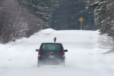 Toen de auto er aan kwam stopte hij.
Het was een van de buren en de coyote liep toen al naar het eind van de weg.
Het was nogal een eind dus de auto haalde hem wel weer in.
Ik woon aan een gravel road en in de winter zit er altijd een laagje sneeuw op de weg.
De weg is ook niet plat er zitten wel wat heuveltjes in.