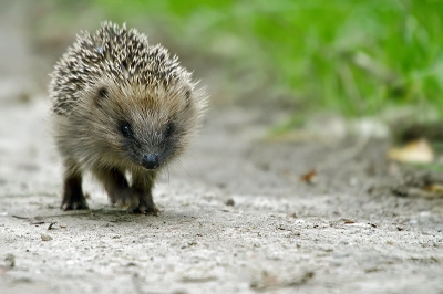 Deze kwam op het bospad uit een struik en kwam recht op me af gelopen.
Toen ik hem zag ben ik plat op mijn buik gaan liggen en tot mijn grote verbazing kwam hij wel heel dicht bij, en heb ik een paar foto's van hem gemaakt. Na een keer langs me af te zijn gelopen liep hij terug naar de struik en verdween weer.