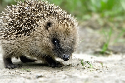 Nog een foto van de egel van gisteren.
Hier kwam de egel bijna langszij.