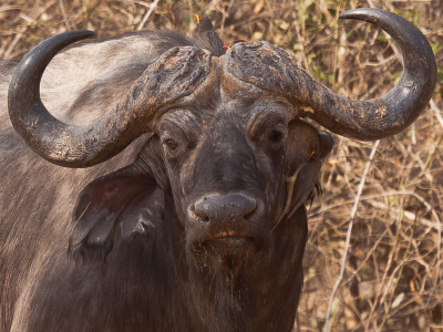 vanuit de hand, met VR op 300 mm.
Dit was echt DE man van de groep buffels. Voor de ossepikkers zou ik 'm ook op birdpix kunnen plaatsen.