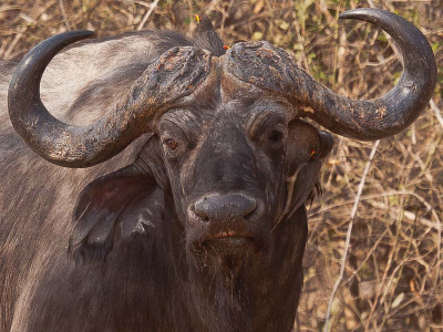 vanuit de hand, met VR op 300 mm.
Dit was echt DE man van de groep buffels. Voor de ossepikkers zou ik 'm ook op birdpix kunnen plaatsen.