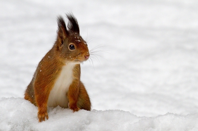 Ook dit jaar lukte het weer om een eekhoorn in de sneeuw te fotograferen.
Ik had voeten als ijspegels maar was  toch tevreden met het resultaat.