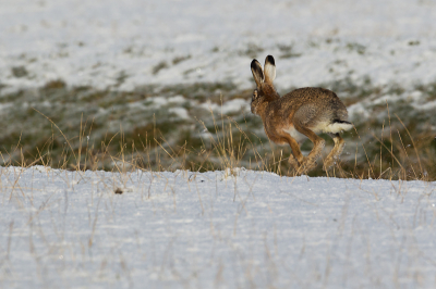 De eerste sneeuw was die nacht gevallen in het noorden van ons land. Dit haasje ging er als een haas vandoor.