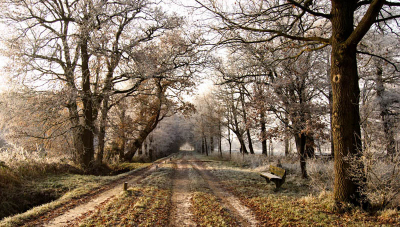 Gemaakt op een koude morgen in het Geserbos gebied. 
de dieptewerking van het weggetje sprak mij aan