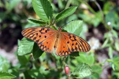 Canon 400D Sigma 105mm Macro Zonder statief

Family: Nymphalidae
Subfamily: Heliconiinae
Tribe: Heliconiini
Genus: Agraulis
Species: Agraulis vanillae
Subspecies: Agraulis vanillae insularis