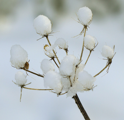 Door de sneeuw en wind heeft het fluitekruid nieuwe bloemen gevormd.