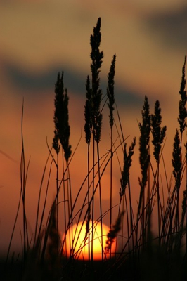 <i class='fa fa-user'></i> Art | Zonsondergang in de Slufter  <i class='fa fa-eye'> 451</i>   <i class='fa fa-comment-o'> 1</i>