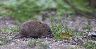 Elk najaar bezoeken deze knaagdieren onze tuin, iets waar we niet op zitten te wachten ,maar als je  wat buiten woont is de kans hier op groot.