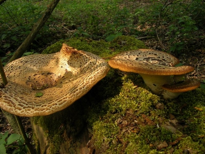 Er waren heel veel prachtige Zadelzwammen in dit bos en ik kan dus niet goed kiezen uit alle foto's die ik maakte. Maar ik laat het bij deze ene. Naar mijn idee geeft deze foto de sfeer weer die ik mij voorstel bij paddenstoelen in het (sprookjes)bos...