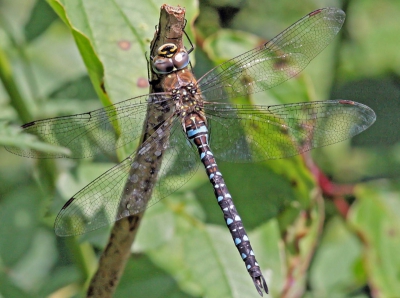 Canon 400D Sigma 70-300mm met Monopod
Heel voorzichtig benaderd. Gelukkig door de 300mm wat afstand kunnen bewaren. Helaas het bladpuntje niet kunnen vermijden.