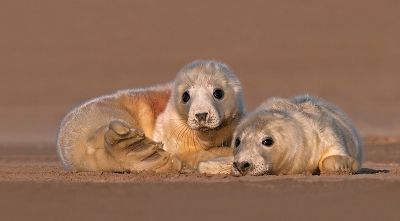 Zeehondenpups zoeken steun bij elkaar op het strand in Oost-Engeland.