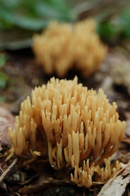 Dit jaar voor het eerst volop paddestoelen gefotografeerd, ben erg tevreden met dit resultaat. Maar ben nog altijd op zoek naar tips, alvast bedankt!