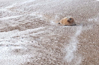 Voorlopig de laatste zeehondenfoto van mij hoor, ik wil jullie niet zeehondenmoe maken. Maar ik wilde graag laten zien dat ik op dat strand zo'n beetje alle weersomstandigheden heb gehad. Zelfs sneeuw, die nota bene enige tijd bleef liggen op het zoute zand.