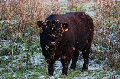 Zomaar een wilde Koe bij de maas in Nijmegen. Het was behoorlijk koud.