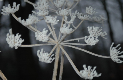 Met de rijp op deze berenklauw werd het snel een ijsberenklauw of sneeuwkristal en heeft niets meer weg van een zomerse gestalte.