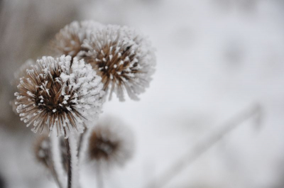 Na de vorst van de afgelopen dagen zijn mooie kunstwerkjes te ontdekken. Ik kan niet op de naam van de plant komen.