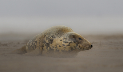 Een gijze zeehond op het strand, tussen de sneeuw buien droogde het zand dat zo nu en dan resulteerde in een zandstorm, deze dag was het rond de -8 en 6 beaufort ... bere koud dus.