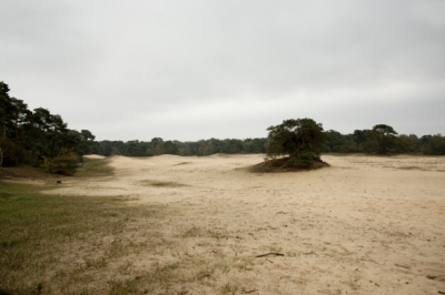 Gemaakt tijdens een wandeling door een natuurgebied in Noord LImburg. Het was herfst. Een beetje een waterig zonnetje. Een ware grauwe herfstdag.