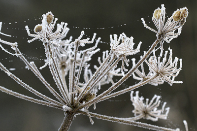 Geen sneeuw meer hier maar de aangevroren mist leverd ook fijne plaatje op.