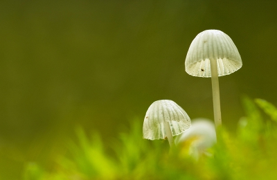 Deze kleine paddestoeltjes stonden op een heuveltje wat begroeid was met mos waardoor ik de foto van onderaf heb kunnen nemen.
