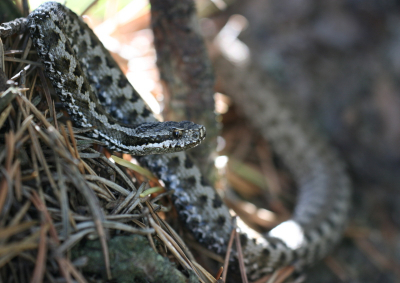 Eerste foto op Nederpix: uit de oude doos maar eentje waar ik goede herinneringen aan bewaar.
Lastige omstandigheden qua licht/schaduw, stekende muggen en hoe fraai ook: het blijft natuurlijk een giftige slang.
