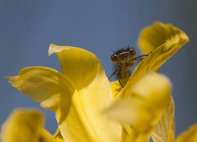 Eerlijk gezegd weet ik de naam van deze juffer niet, vandaar dat ik de foto maar upload in de bloemenmap. Maar als iemand me aan de naam kan helpen, dan is het misschien beter om hem in het libellen/juffers album te doen, want de juffer is hier bedoeld als hoofdonderwerp.