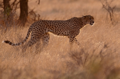 Wat hebben wij genoten van dit schitterende natuurpark. Op het eind van de safari dag in Samburu National Park scheen de zon heel fraai. Meestal als dat speelt, zo ook in ons geval moet je voor donker zijn weer terug zijn in je Samburu Sopa Lodge. Het is het bekende dilemma van nog even een paar fotos maken en dan weer snel terug. Wij waren op het moment dat wij deze prachtig jagende Cheetah zagen behoorlijk verwijderd van onze Lodge. Onze gids begreep mijn interesse en liet mij rustig  mijn gang gaan. Ik heb op het moment van fotograferen al heel veel genoten van dit geweldige roofdier, achteraf bij het bekijken van het resultaat nog meer!