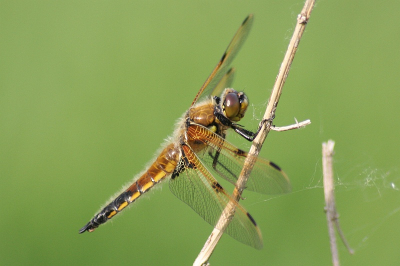 M'n eerste Libelpic,...en mag best zeggen dat ik er trots op ben, met telelens 300 mm op macrostand van lens.
Hoop dat de benaming correct is.
Nu is m'n interesse naar een macro lens helemaal gegroeid!!

Canon Eos350d / Sigma 70-300.