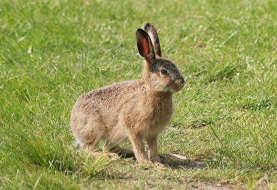Deze kwam even kijken wat ik daar in godsnaam aan het doen was op m'n knieen in het gras bij de plas met de Libellen.

Canon Eos350d / Sigma 70-300.