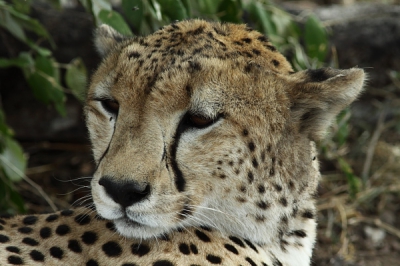 Hallo,
Cheetah is de naam van mijn kat, net zo sluw als deze Cheetah. Ik ben Cheetah hier, omdat Gerda hier al bestaat.
Dit is dus een Cheetah, gemaakt door Gerda, die hier dus Cheetah heet. Snappen jullie het nog?
Leuk om met jullie kennis te maken en met al die mooie fotos hier.
Groet, Gerda