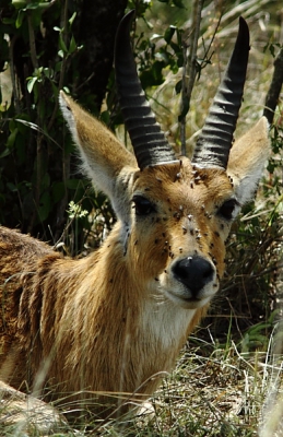 Het valt nooit zo op, maar van dichtbij zie je pas de grote hoeveelheid vliegen, die er op verschillende dieren zitten. En toch kijkt deze bok gewoon rustig en onverstoorbaar ... Als ik deze foto zie krijg ik steeds de neiging met mijn hoofd te schudden en met mijn handen te wapperen.