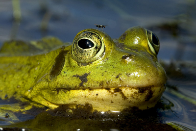 Deze foto is in juni genomen, liggend op een vuilniszak, ellebogen in de modder, aan de rand van een vennetje. Er zaten heel veel kikkertjes en ze werden steeds nieuwsgieriger. Ik bleef stil liggen, en deze kwam tot vlak voor de camera.