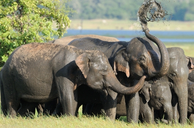 Een heerlijk bad voor de olifant ziet er wat anders uit dan voor de mens. Hier zijn ze druk bezig te besproeien.