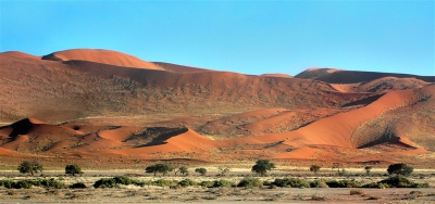 's Morgens om 5.00uur opgestaan om de zon op te zien komen vanaf 'Dune 45'. Dat is het enige duin dat beklommen mag worden, de rest is beschermd en dus 'no-go-area'.

De Namib-woestijn is één van de oudste en droogste woestijnen op aarde. We waren dan ook zeer verrast om zoveel planten te zien. Volgens onze gids had het begin 2009 ongewoon veel geregend en dat was een half jaar later dus nog terug te zien.

Nadat we van de zonsopkomst hadden genoten zijn we met een gids verder de Namib ingereden. Daar is ook deze foto gemaakt. Gewoon uit de losse hand, zonder heel veel na te denken over de camera-instellingen. Het waaide nogal hard en dat betekent veel zand in de lucht. Dat zit binnen de kortste keren diep in je camera, dus snel uit de plastic tas, 'klik' en weer weg.