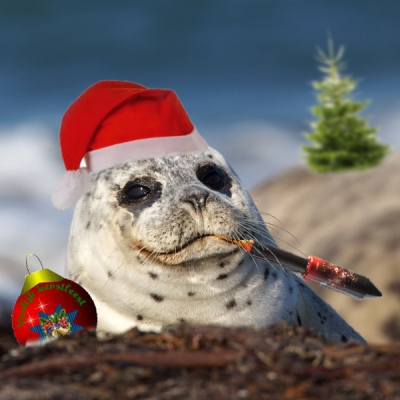 gewone zeehond met kerstboom op achtergrond verdedigt zijn pas gevonden kerstbal met vuurpijl.