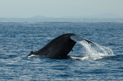 Sinds een jaar of twee hebben ze in Sri Lanka ook de mogelijkheid om walvissen te gaan zien. Het is op ca 25 kilometer uit de kust dat ze langskomen en wat geluk heb je natuurlijk wel nodig. Hier gewoon de staart op het moment van duiken en er is nog een zuigvisje te zien.