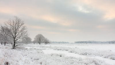 Vanmorgen, voorzichtig door de verse sneeuw naar het Bargerveen gereden. Het was een heerlijke wandeling door de verse sneeuw!