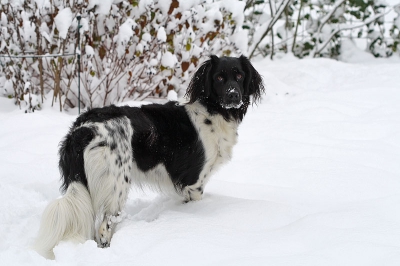 Onze hond was lekker in de tuin in de sneeuw aan het rondsnuffelen toen ik haar riep. Ze keek om met een blik van "ja, wat nou weer!". Schitterend.
Wat een schoonheid, h.