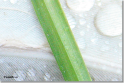 buiten - uit de hand - 's middags - bewolkt en koud weer - regenachtig