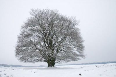 Deze solitaire beuk kwam kwam zo mooi tot zijn recht in het besneeuwde landschap.