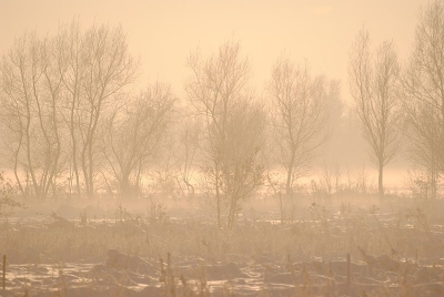 Wat een schitterend weer gisteren! Een dik pak sneeuw en een zonnetje erbij die de sneeuw laat verdampen. Gelijk naar de Zouweboezem gegaan. Ik heb nog nooit zo'n mooie winterdag meegemaakt.