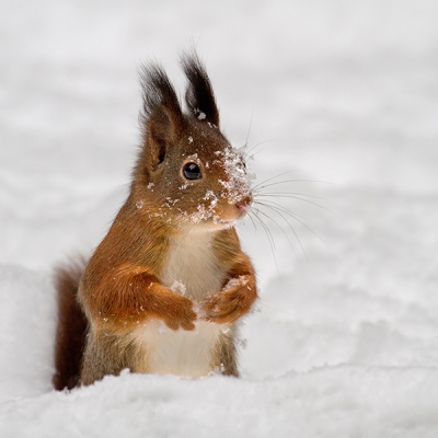 Nog eentje van een eekhoorn in de sneeuw.
Foto werd genomen vanuit een schuilhut.
Ik vond de houding van de eekhoorn hier wel leuk; hij lijkt wel te poseren maar eigenlijk gaat het allemaal erg snel en was hij even heel alert voor wat geluiden in de achtergrond.
