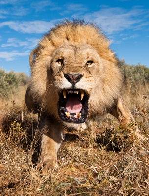 Nature picture: 3. Panthera leo / Leeuw / Lion