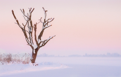 Nadat ik had genoten van de zonsondergang (zie m'n laatste upload in TA en PA) fietste ik naar huis toen ik opeens deze boom zag staan.
De gloed die de ondergaande zon achter mij gaf vond ik bijna mystiek.
Deze foto wilde ik maken omdat ik de boom iets krachtigs vind uitstralen maar de sfeer en het besneeuwde ijs juist iets heel rustigs.