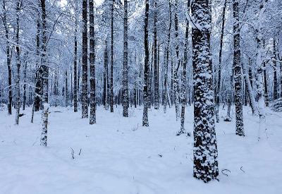 Het doorgaans wat saaie bos het Wasmeer bij Hilversum veranderd in een sprookjesbos door de vele sneeuw. Zeker in de avondschemer.