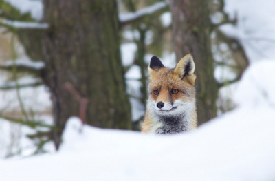 Gisteren in de AWD ook de "tamme" vos gezien. Maar er lopen natuurlijk ook nog een aantal "wilde" vossen rond, waarvan ik deze ervan verdenk er zo een te zijn. Ik zag hem hij keek net over een duintje, zag mij en was vertrokken... Van de "tamme" een aantal mooie portretjes e.d. kunnen maken, maar deze geeft misschien wel meer voldoening!